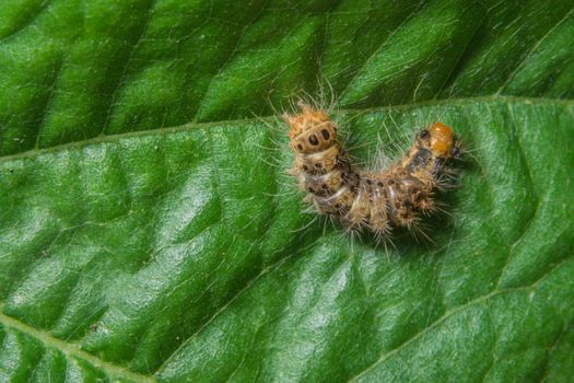 Macro worm on the plant