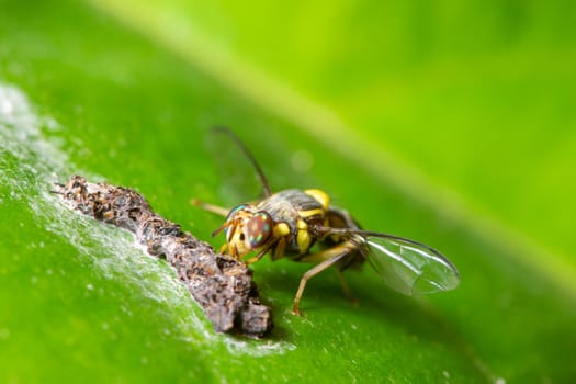 Macro Fruit flies