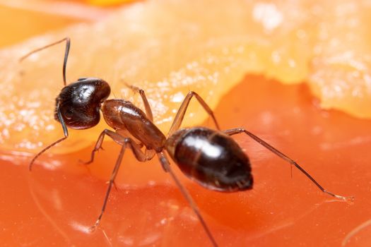 Macro brown ant