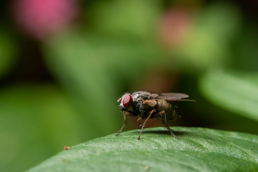 Macro flies on the leaf