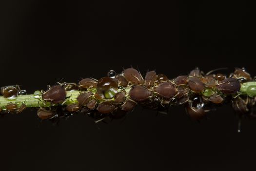 Macro Pea aphids (Scientific name: Aphis craccivora Koch.)
