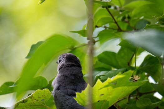 Gray Catbird (Dumetella Carolinensis), in a bush in Canada