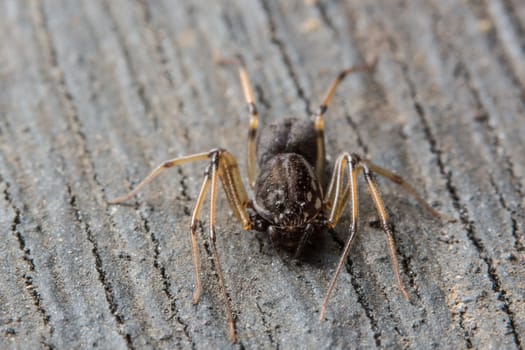 Take a close-up spider