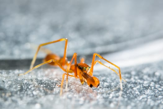 Take a close-up spider