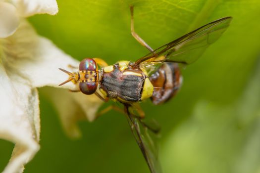 Macro Fruit flies