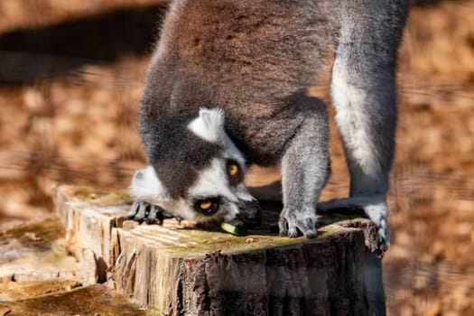 Portrait of a ring tail lemur. In wildlife