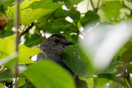 Gray Catbird (Dumetella Carolinensis), in a bush in Canada