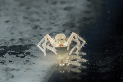 Take a close-up spider