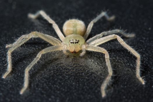Macro spider mallow