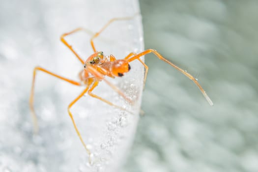Take a close-up spider