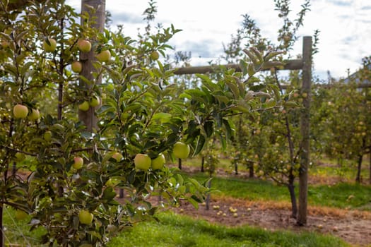 Apple orchard in summer. With selective focus on one piece of fruit with boken background. In the countryside of Quebec Province, Canada.