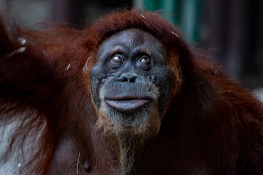 beautiful orangutan candid portrait photo