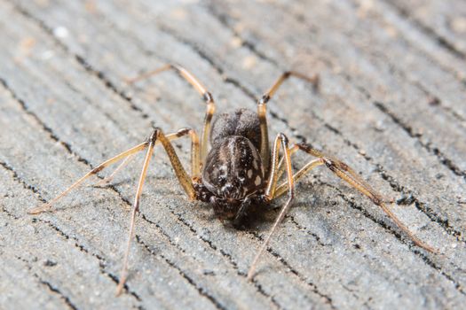 Take a close-up spider