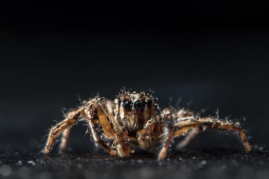 Take a close-up spider