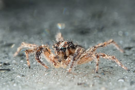 Take a close-up spider