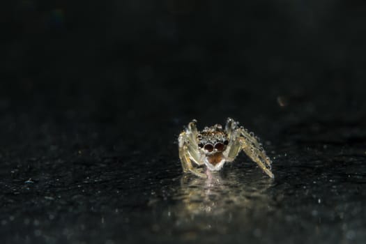 Take a close-up spider