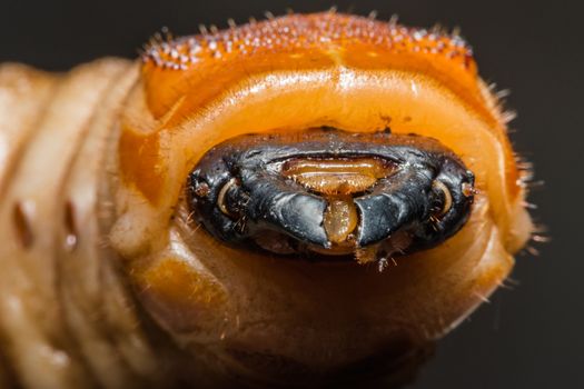 Beetle worm macro