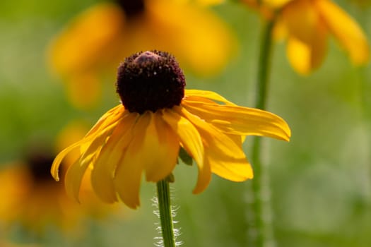 black eye susan wild flowers beautiful images perfect for magazine or website usage