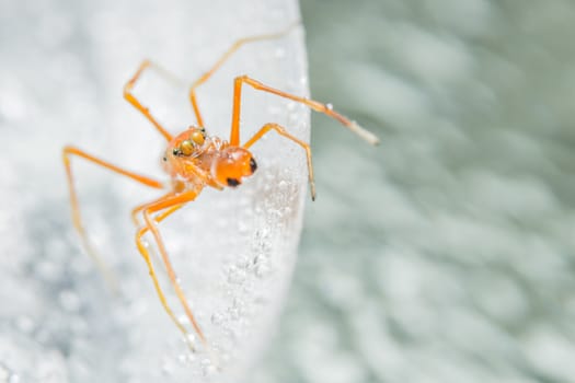 Take a close-up spider
