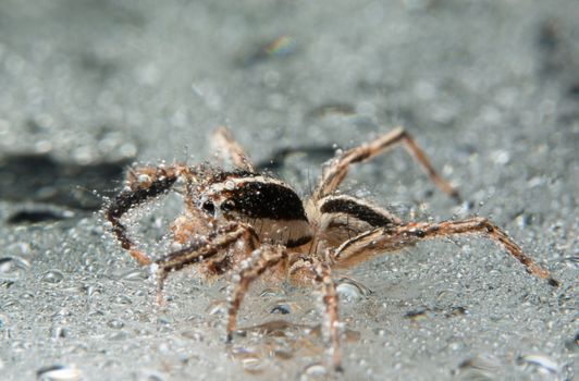 Take a close-up spider