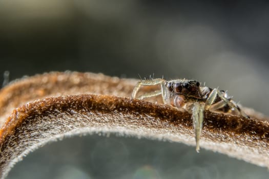 Take a close-up spider
