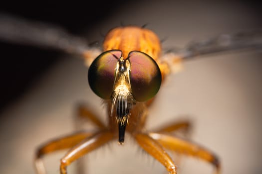 Robber fly macro