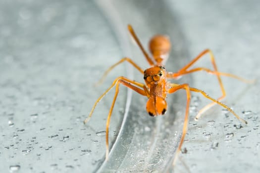 Macro Spider Kerengga ant-like jumper.