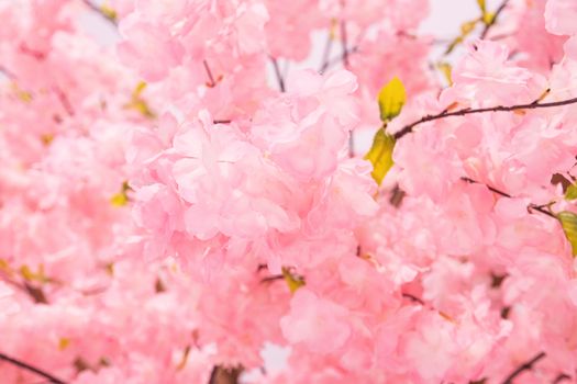 Plastic simulation Flowers blossom beautiful wild himalayan cherry blossoms, Sakura in Thailand.