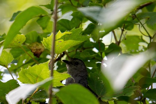 Gray Catbird (Dumetella Carolinensis), in a bush in Canada