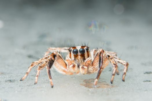 Take a close-up spider