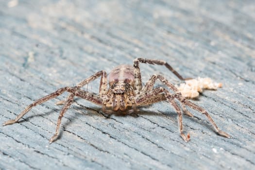 Take a close-up spider