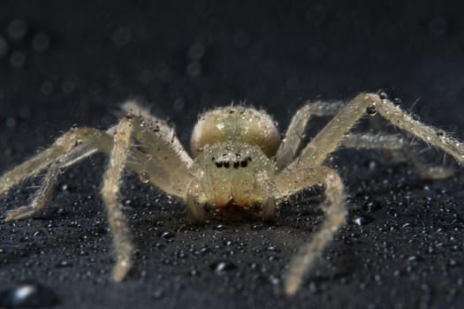 Take a close-up spider