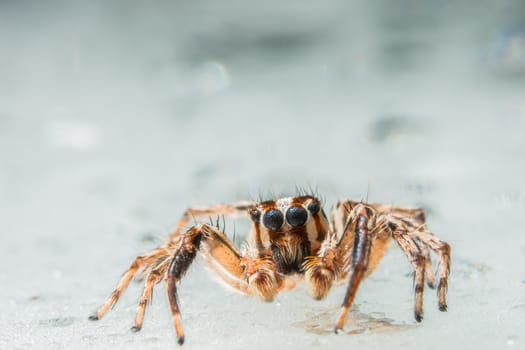 Take a close-up spider