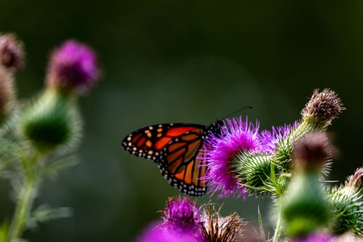 Monarch on Thistle. A large monarch butterfly on purple thistle