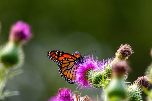 Monarch on Thistle. A large monarch butterfly on purple thistle