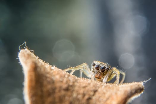 Bokeh background macro spider on a branch.