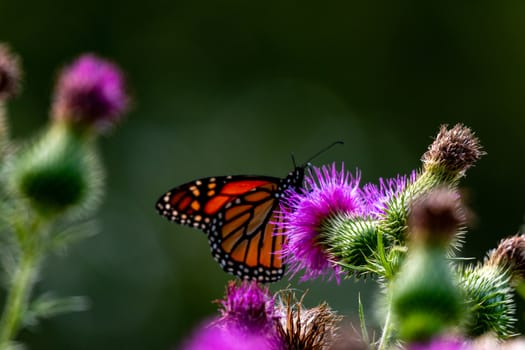 Monarch on Thistle. A large monarch butterfly on purple thistle