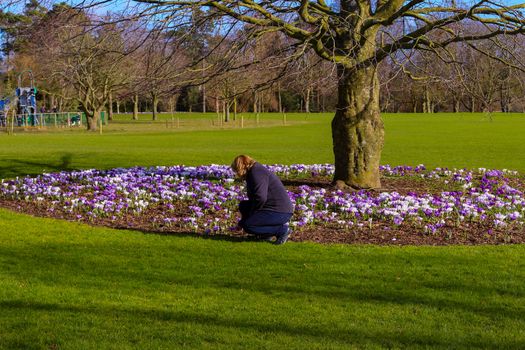 Women next to a tree with plenty of blooming crocus flowers, a park in Kilkenny Ireland.