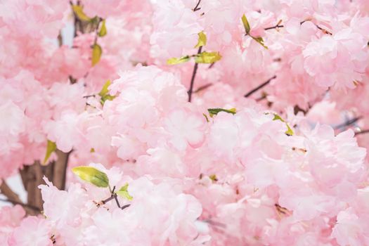 Plastic simulation Flowers blossom beautiful wild himalayan cherry blossoms, Sakura in Thailand.