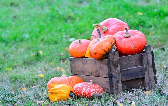 Picking pumpkins in the orchard of the farm.