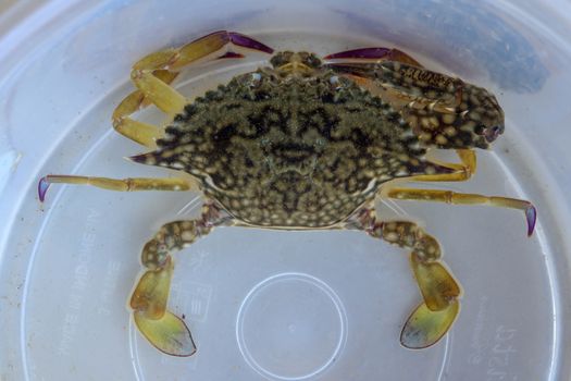 Top view of Blue manna crab, Sand crab. Flower crab. Portunus pelagicus isolated on a white background. Close-up photo of fresh raw Blue swimming sea crab, famously fresh seafood in the market.