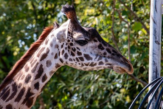 Giraffe head. Giraffe portrait closeup head model. beautiful animal