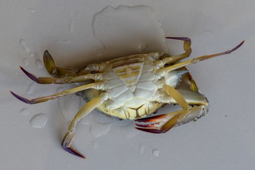 Ventral view of Blue manna crab, Sand crab. Flower crab. Portunus pelagicus isolated on a white background. Close-up photo of fresh raw Blue swimming sea crab, famously fresh seafood in the market.