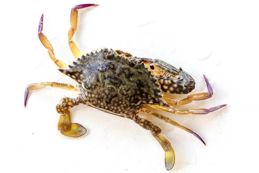 Dorsal view of Blue Manna crab, Sand crab. Flower crab. Portunus pelagicus isolated on a white background. Close-up photo of fresh raw Blue swimming sea crab, famously fresh seafood in the market.