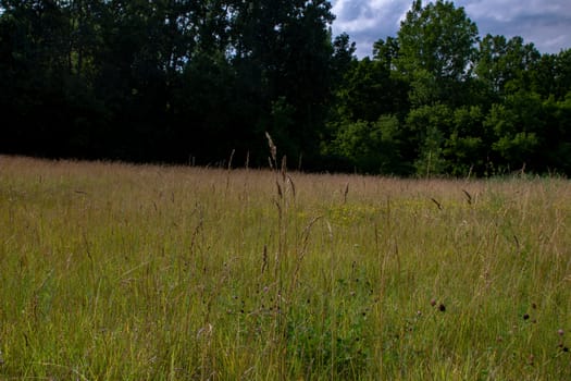 An ontario landscape photo with various species of grass and wild flowers