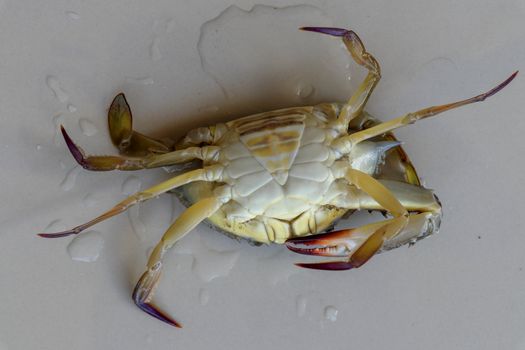 Ventral view of Blue manna crab, Sand crab. Flower crab. Portunus pelagicus isolated on a white background. Close-up photo of fresh raw Blue swimming sea crab, famously fresh seafood in the market.