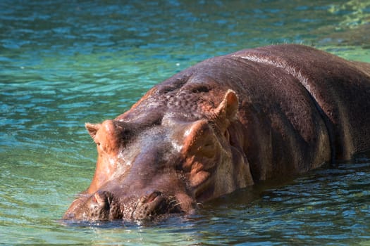 Hippo in water South Africa. Hippo in the water looking straight at the camera.