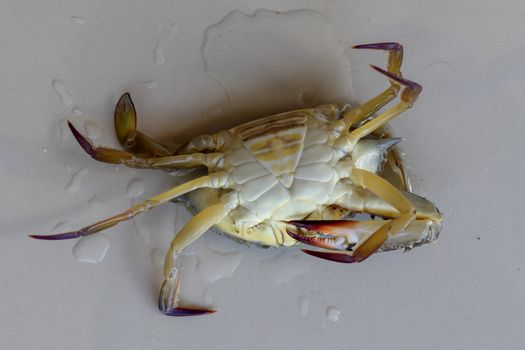 Ventral view of Blue manna crab, Sand crab. Flower crab. Portunus pelagicus isolated on a white background. Close-up photo of fresh raw Blue swimming sea crab, famously fresh seafood in the market.