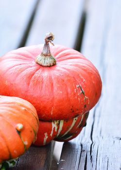 Picking pumpkins in the orchard of the farm.