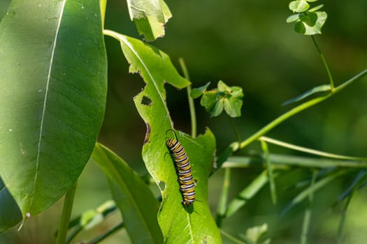 Monarch Catterpillar on a milkweed plant